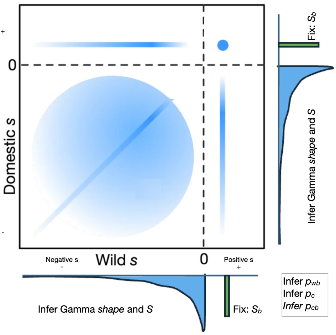 Image of model used to infer joint DFE with positive selection